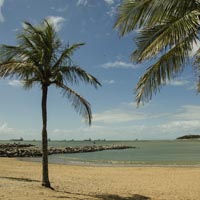 areia de praia e um coqueiro com a água da praia ao fundo